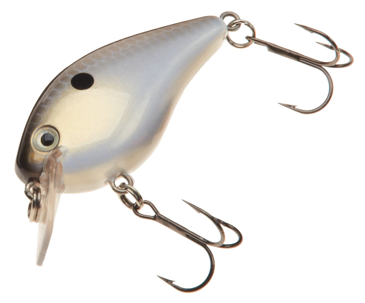 Gizzard Shad