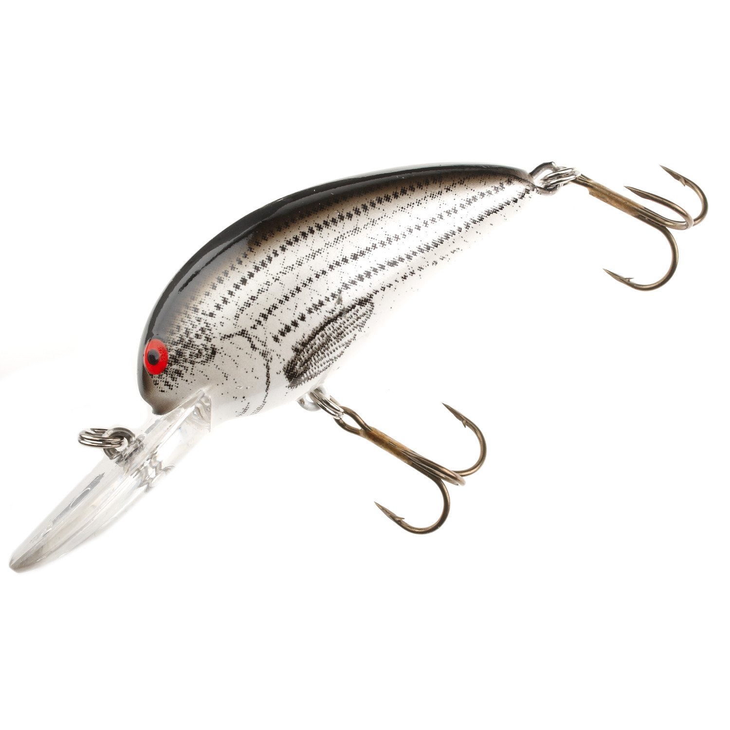 Baby Striper