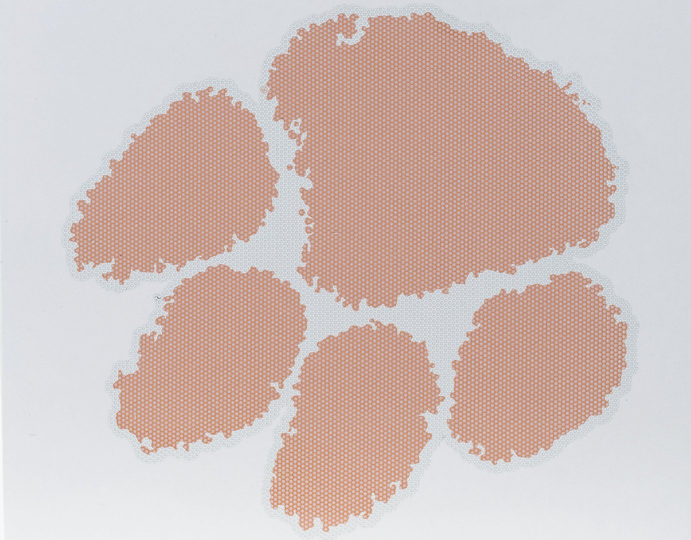 Clemson Tigers