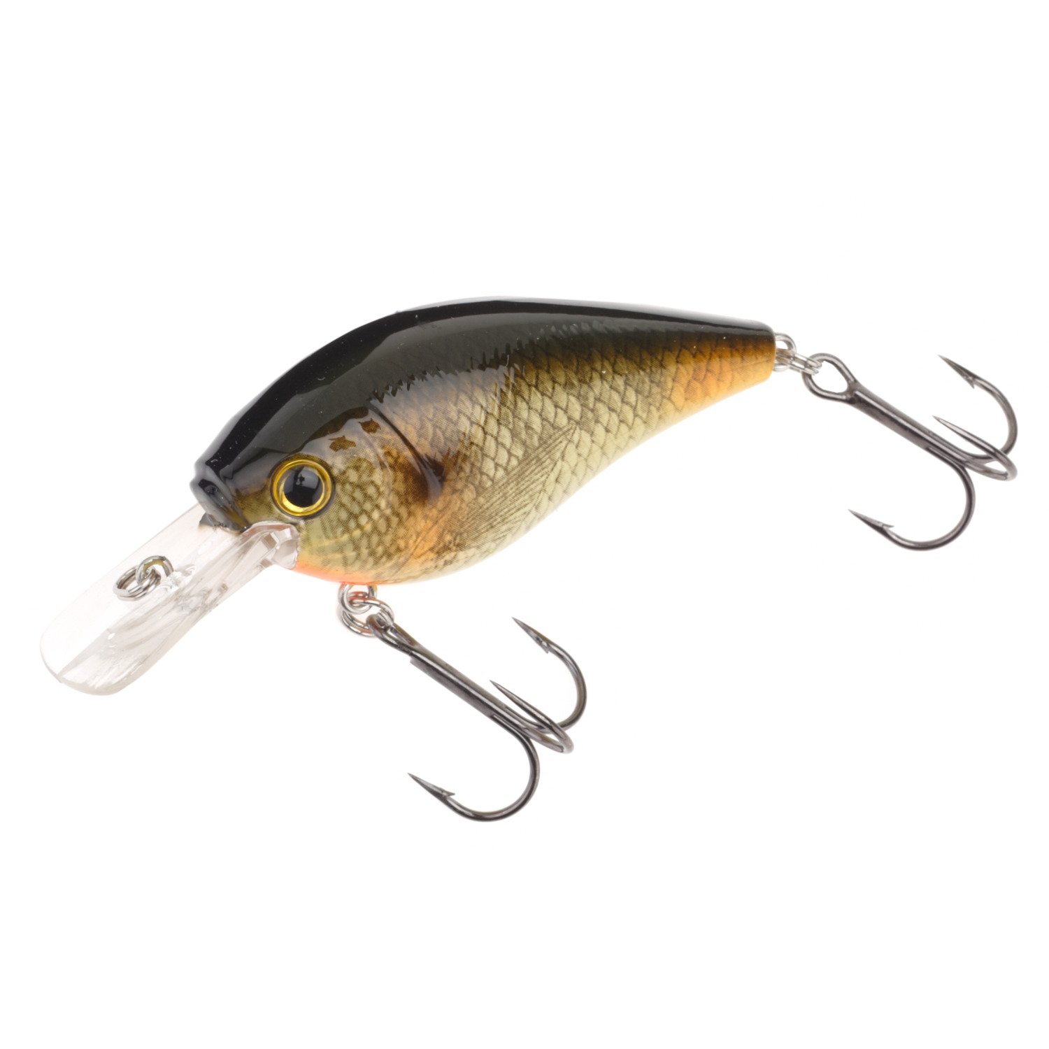 Bluegill