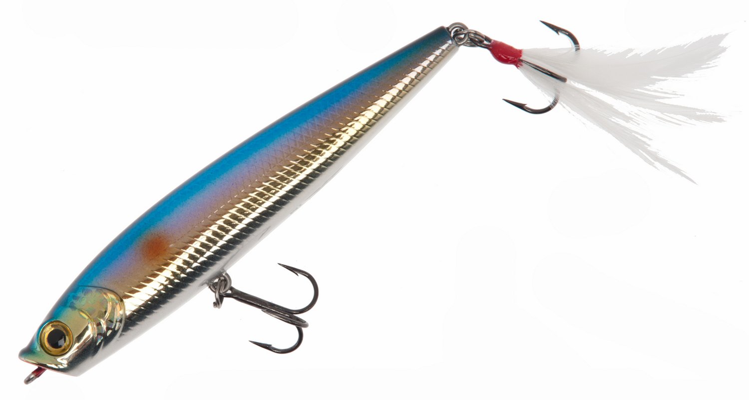 American Shad