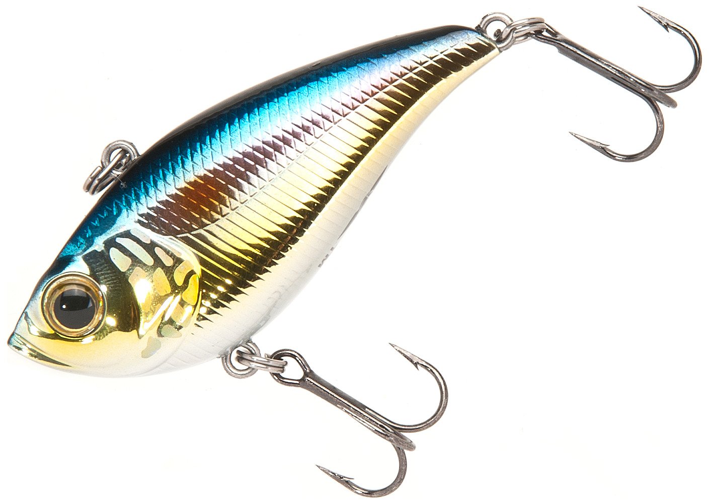 American Shad