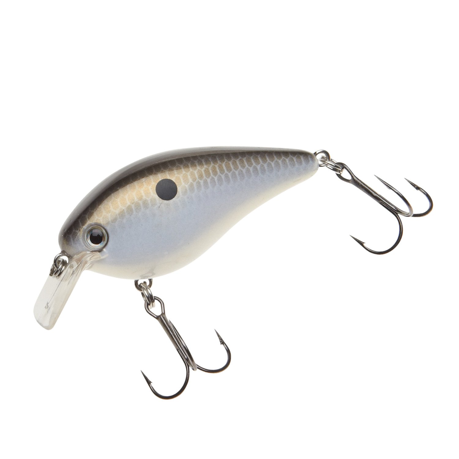 Gizzard Shad