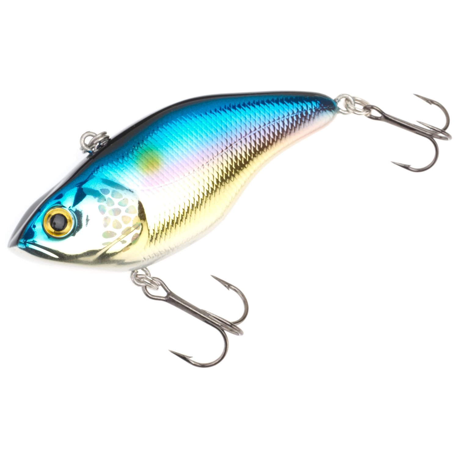 American Shad