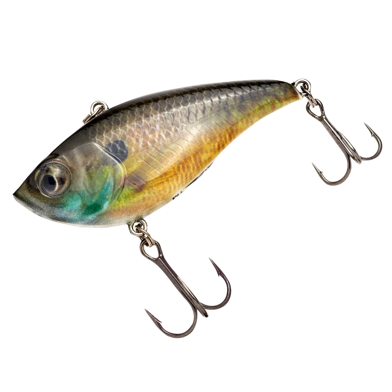 Male Bluegill