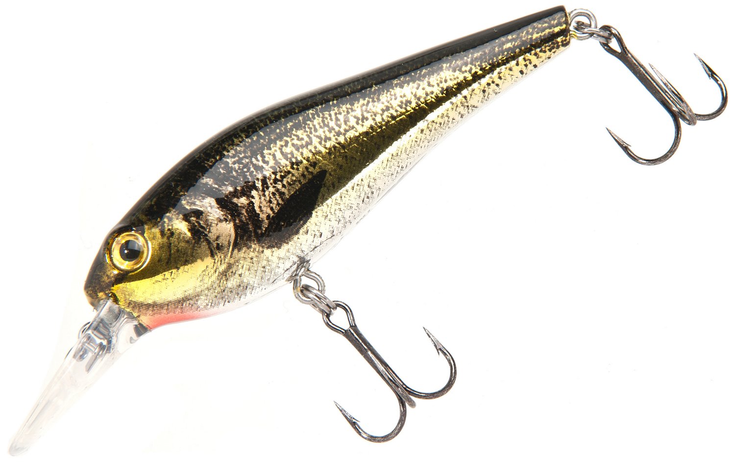 Gizzard Shad