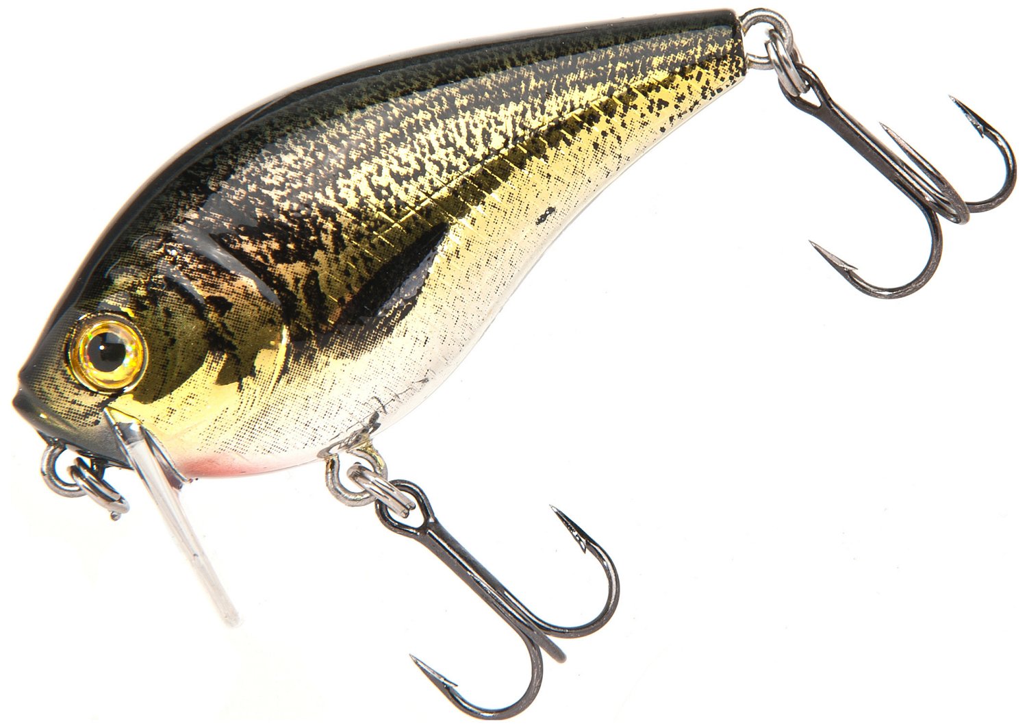 Gizzard Shad