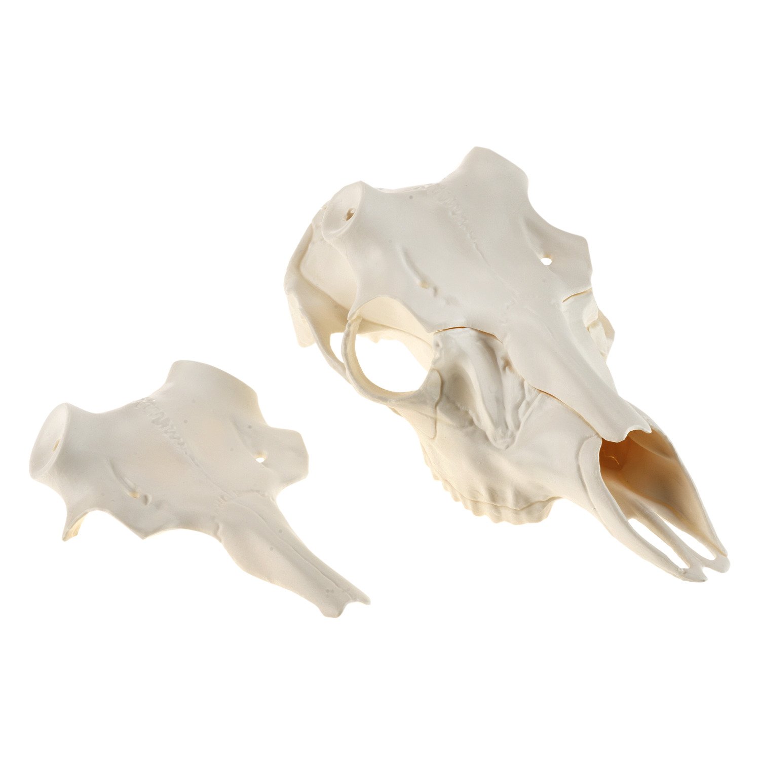 Mountain Mike's Reproductions Skull Master Antler Mounting Kit